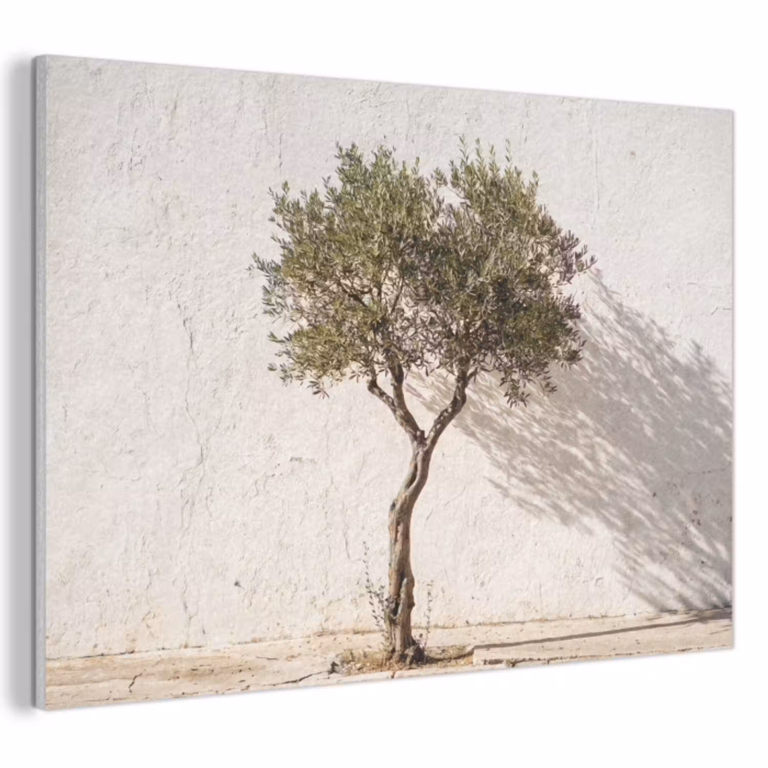 Olijfboom - muur - wit PET vilt klein -3d