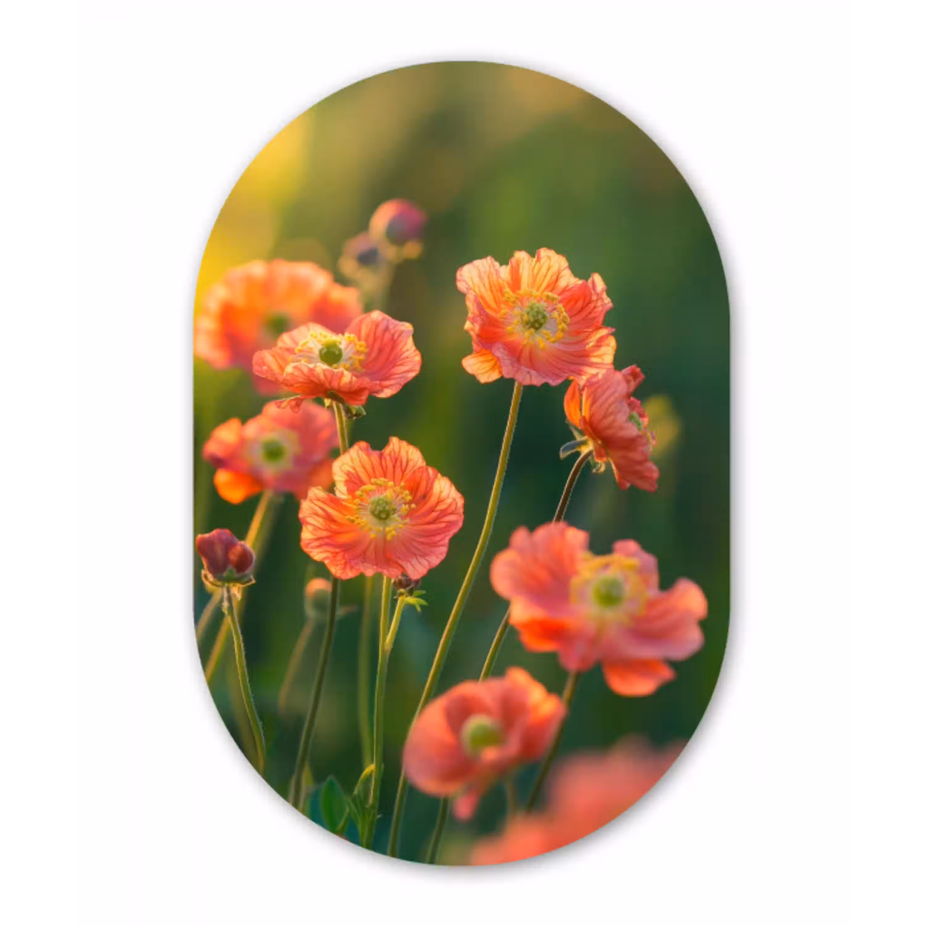 Bloemenveld - Zonnestralen - Oranje Wandcirkel Ovaal Glas middel -3d