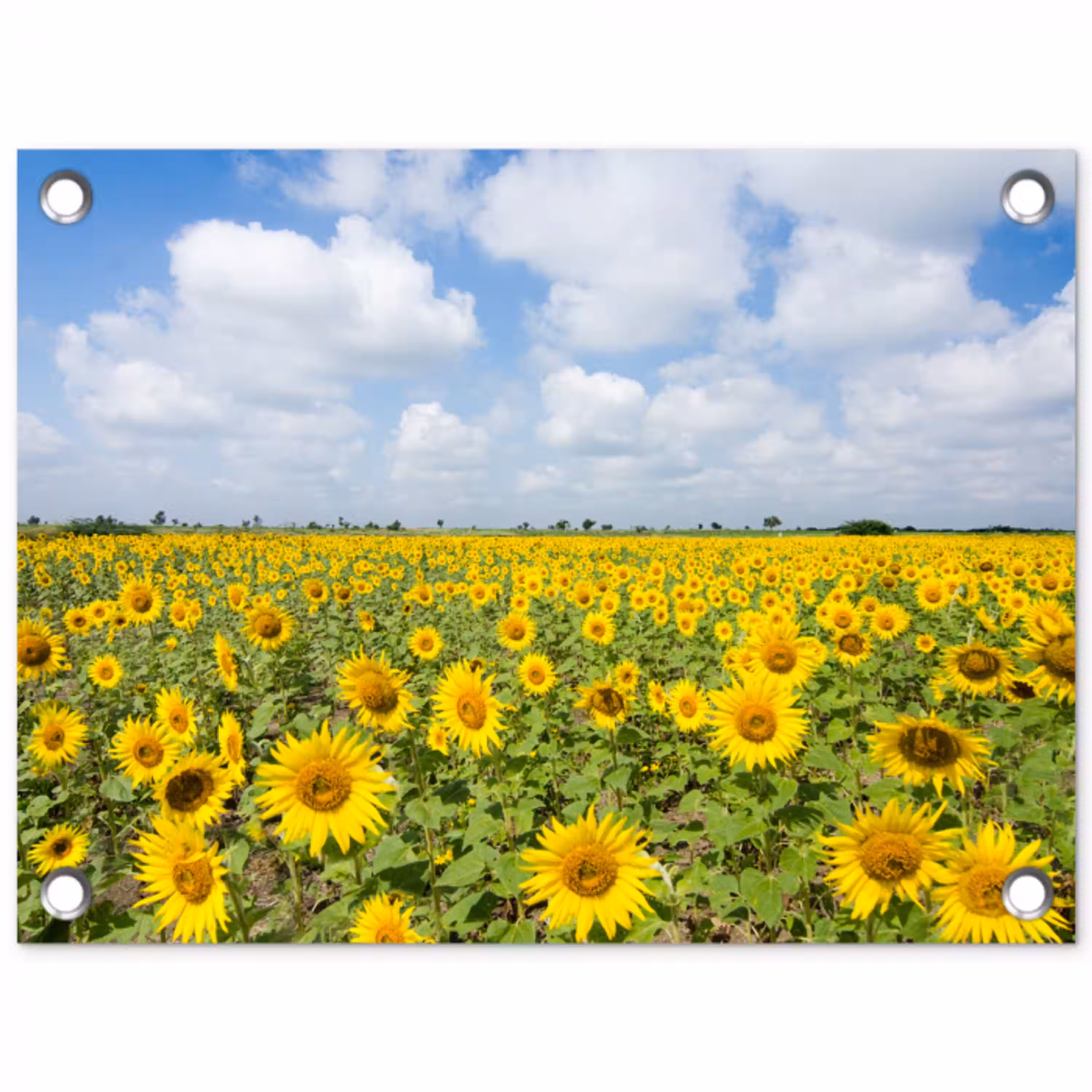 Zonnebloemen - Bloemen - Wolken - Natuur - Geel - Landschap tuinposter los doek klein -3d