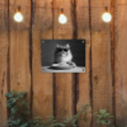 Langharige kat - Zonnebril - Spaghetti - Humor - Zwart - wit tuinposter los doek klein -sfeer1