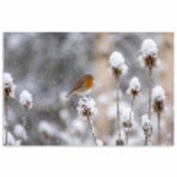 Roodborstje - Gedroogde bloem - Sneeuw - Winter - Vertederend poster papier klein -3d