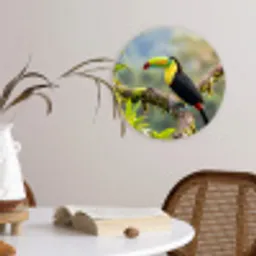 Toekan - Jungle - Natuur - Kleurrijk Wandcirkel kunststof plaat 5mm dik klein -sfeer4