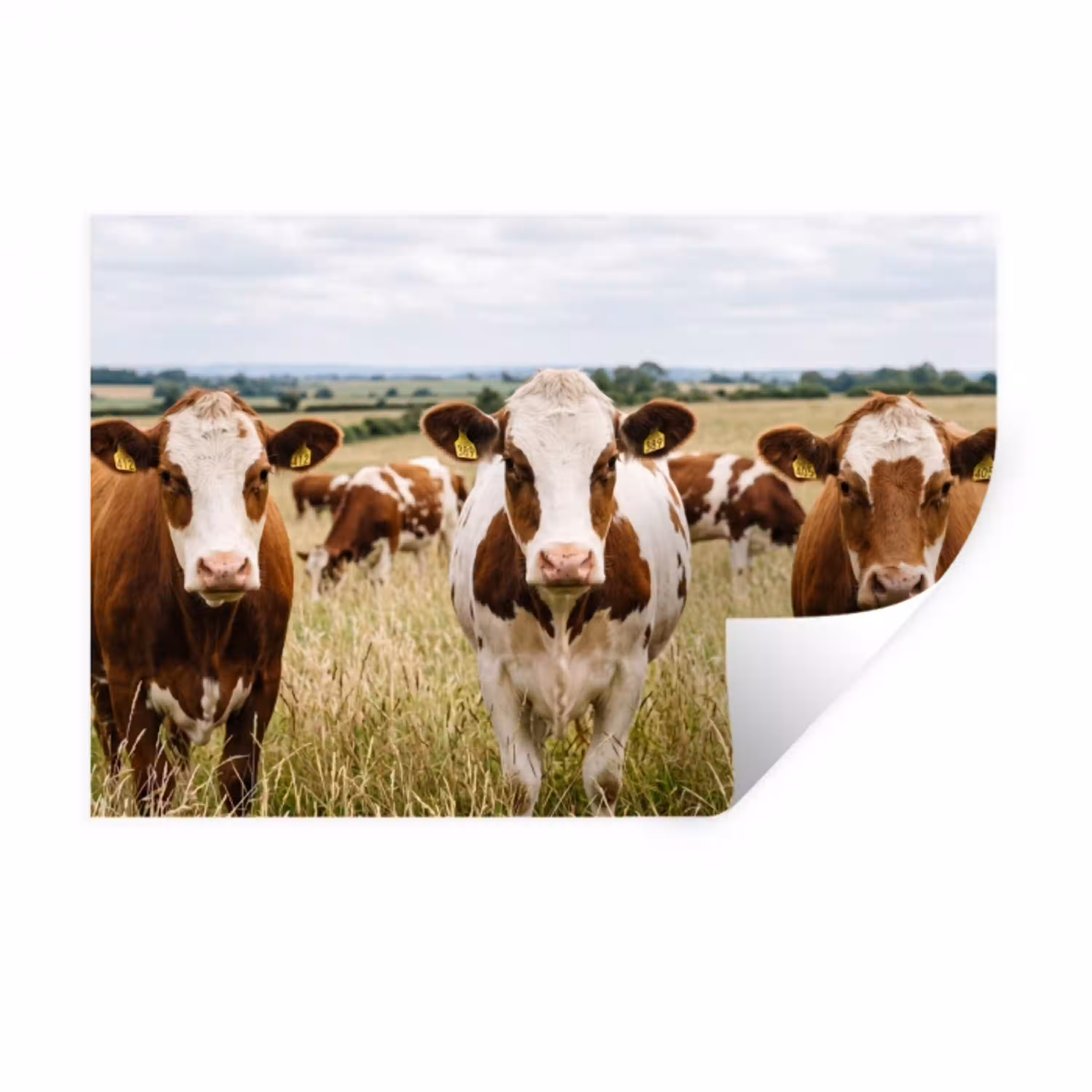 Koeien - Portret - Weide - Boerderij - Nieuwsgierig Muursticker klein -3d