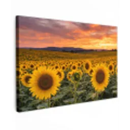Zonnebloemen - Heuvellandschap - Geel canvas 2cm klein -z3d