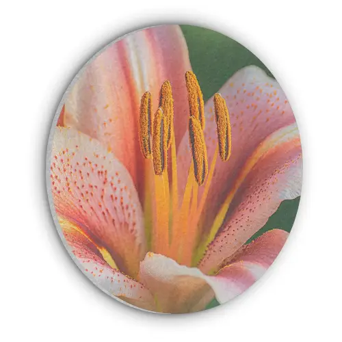 Lelie - Close up - Lichtroze Akoestische PET Vilt - Rond klein -3d