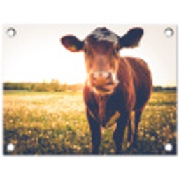 Koe bij zonsondergang op een veld vol paardenbloemen tuinposter los doek klein -3d