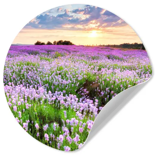 Lavendel - Bloemen - Zonsondergang - Paars - Weide Wandcirkel behangsticker klein -3d