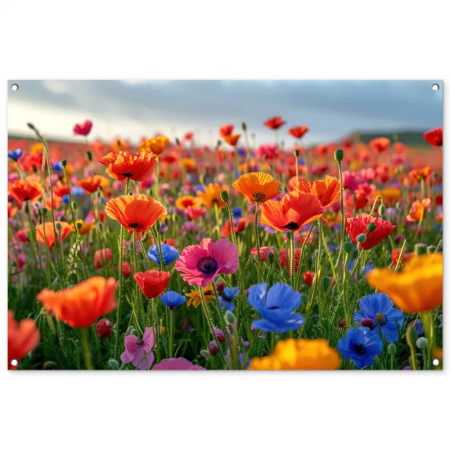 Tuinposter - Bloemenweide in volle bloei