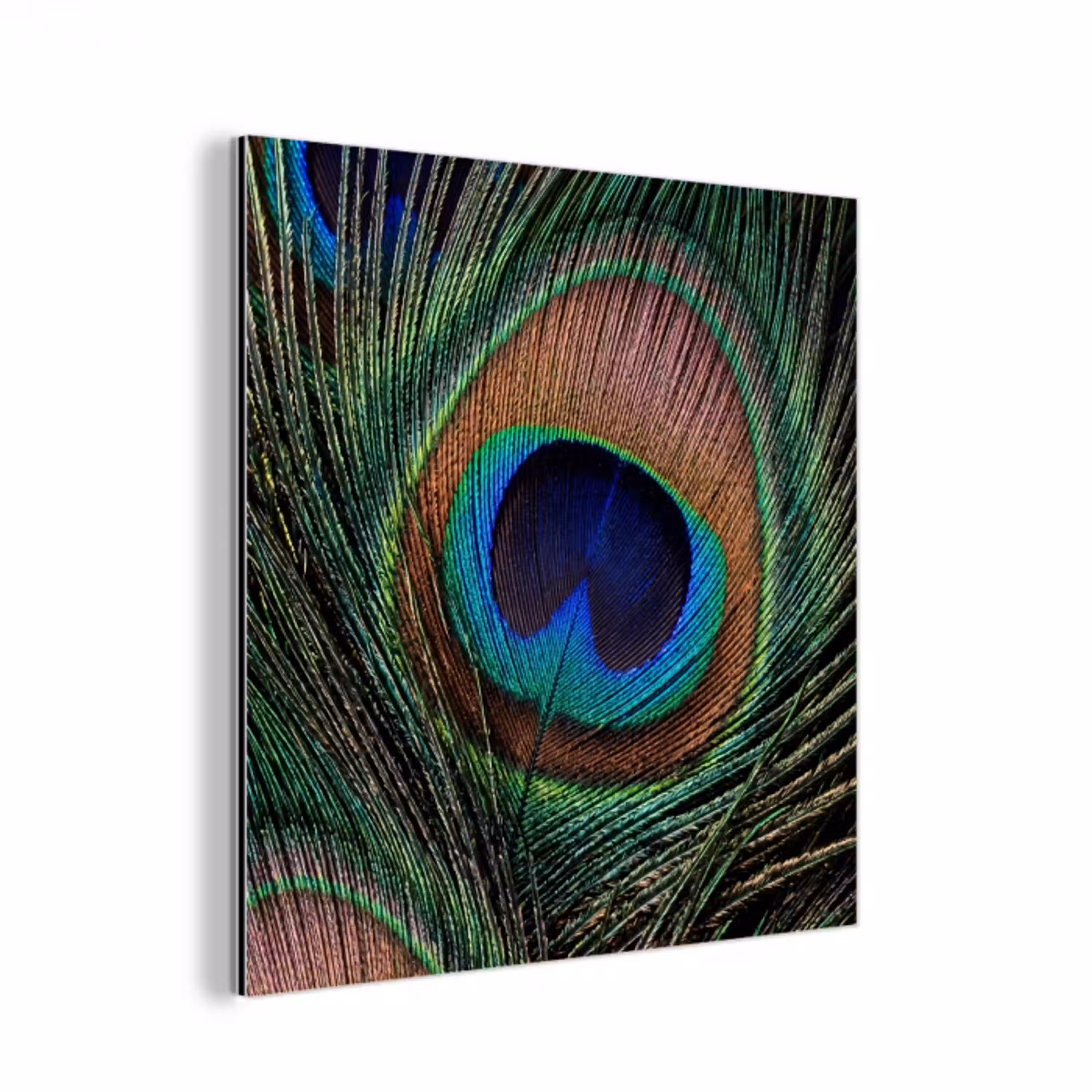 Pauwenveren - Klassiek - Groen aluminium wit klein -3d