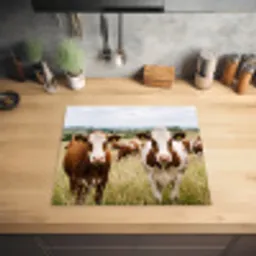 Koeien - Portret - Weide - Boerderij - Nieuwsgierig Inductie beschermer vinyl 3mm middel -sfeer5