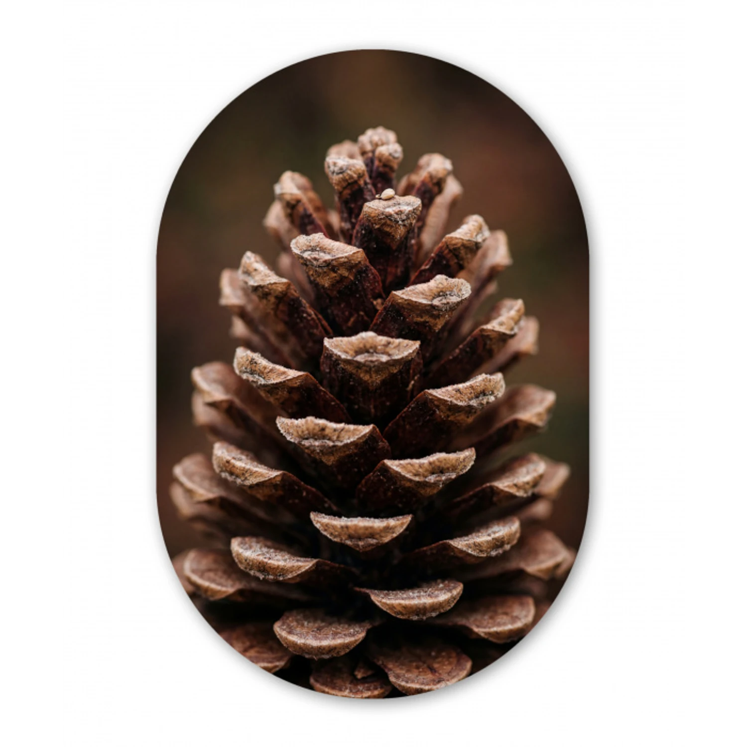 Dennenappel - Bos - Herfst - Bruin - Sfeervol Wandcirkel Ovaal Aluminium middel -3d