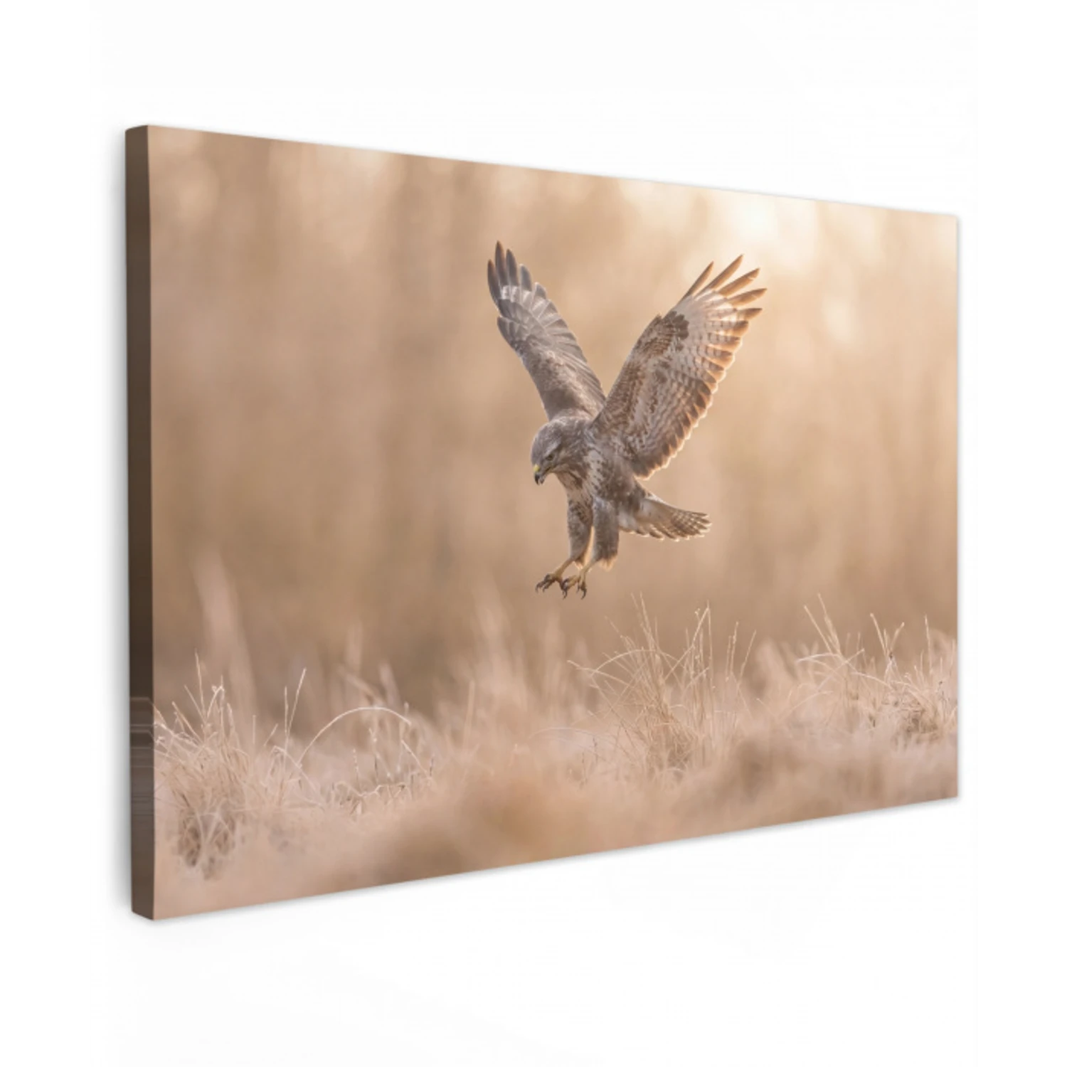 Buizerd - Roofvogel - Natuur - Bruin canvas 2cm klein -z3d