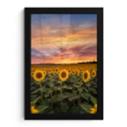 Zonnebloemen - Heuvellandschap - Geel fotolijst zwart zonder passe partout klein -3d