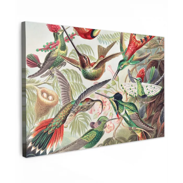 Kolibrie - Vintage - Ernst Haeckel - Vogel - Kunst - Natuur canvas 2cm klein -z3d