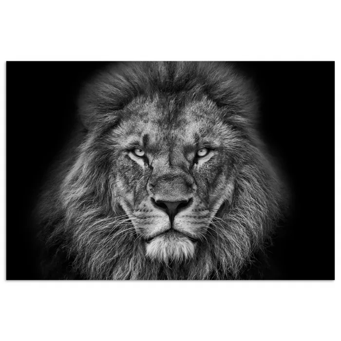 Dieren - Leeuw - Zwart - Wit - Portret poster papier klein -3d