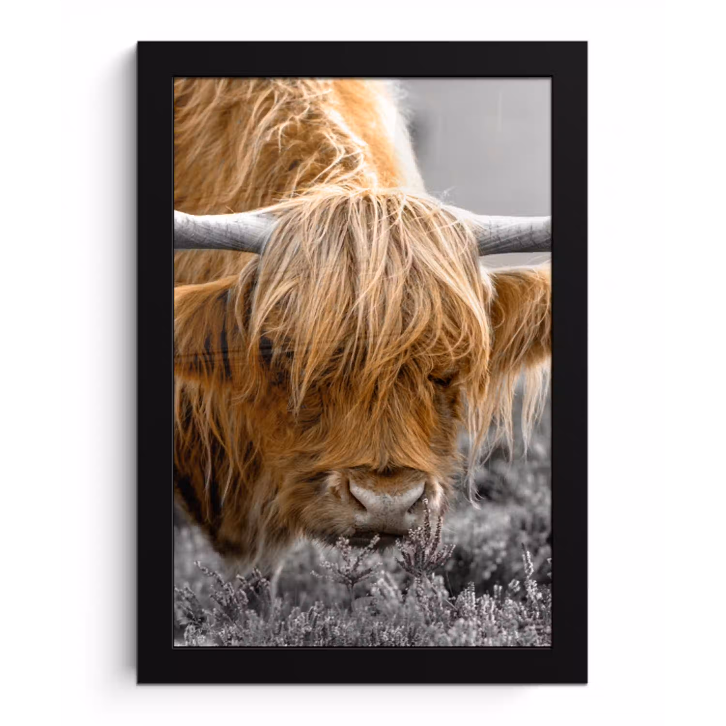 Schotse Hooglander - Dieren - Bruin - Koe - Zwart - Wit - Natuur fotolijst zwart zonder passe partout klein -3d
