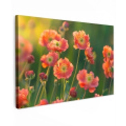 Bloemenveld - Zonnestralen - Oranje Tuinposter op houten frame 2 cm dik klein -3d