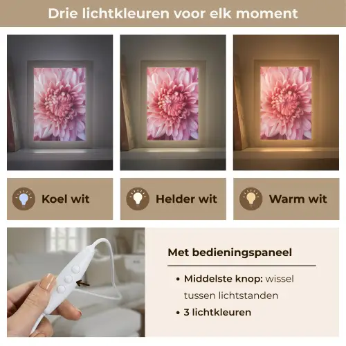 Dahlia - Bloem - Close up - Roze Light Box met kabel (Tafellamp) klein -USP_lichtkleurNL