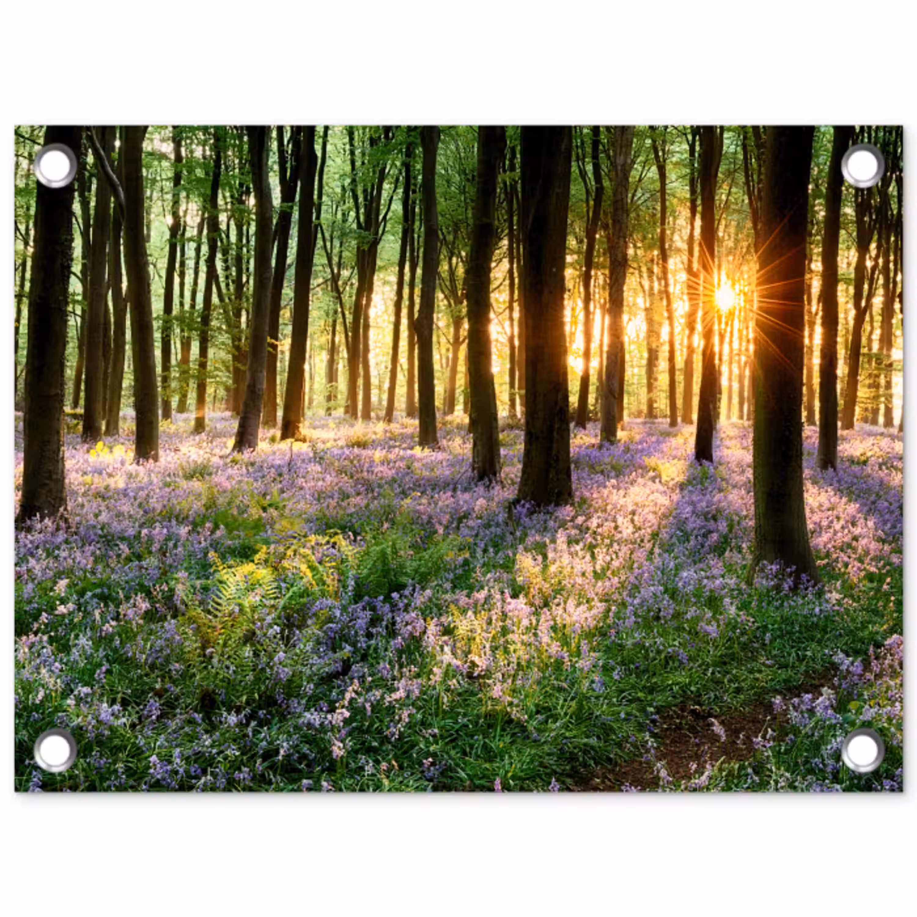 Bos met blauwe hyacinten bij zonsopgang tuinposter los doek klein -3d