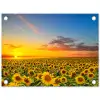 Uitgestrekt zonnebloemveld bij zonsondergang tuinposter los doek klein -3d