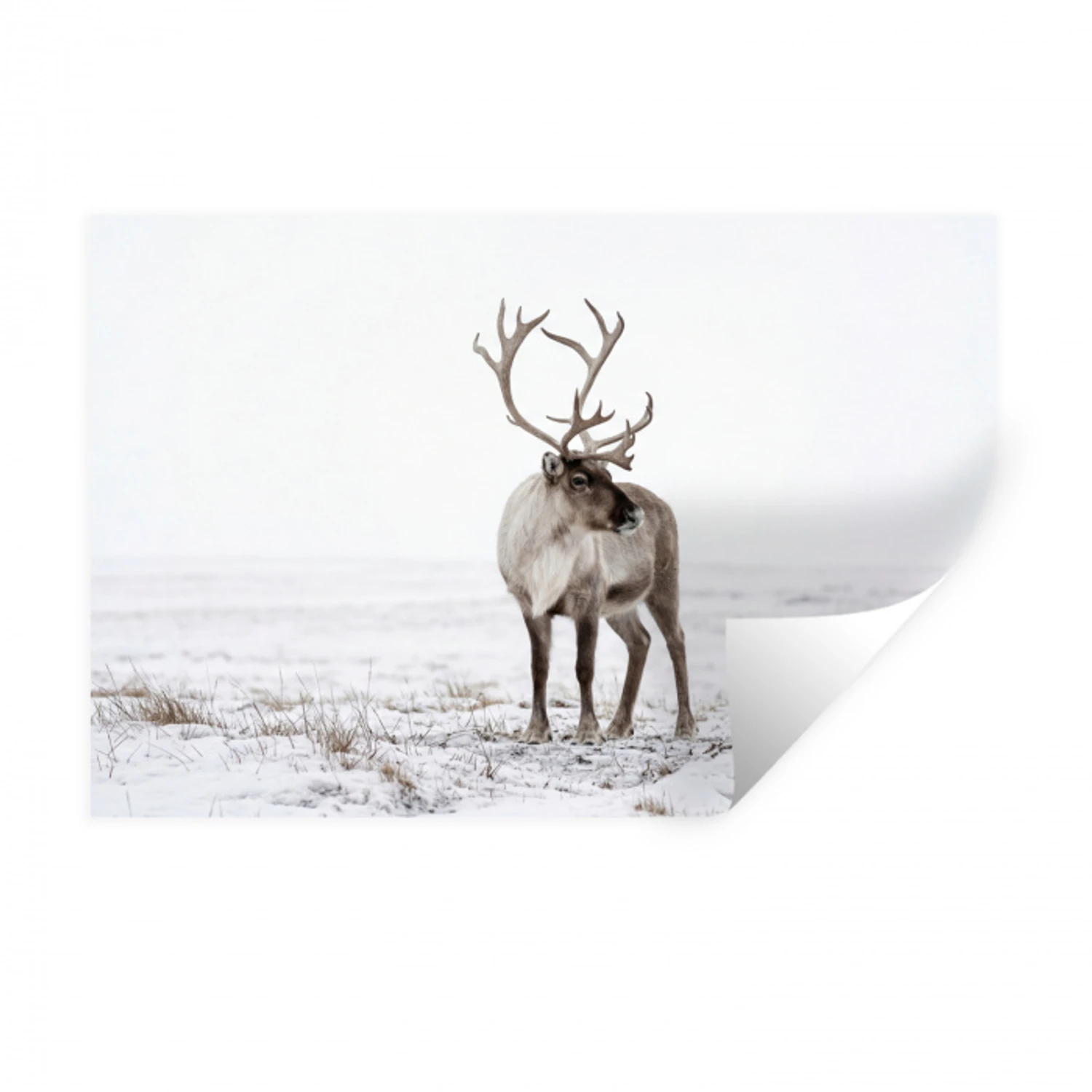 Rendier - Gewei - Sneeuw - Winter Muursticker klein -3d