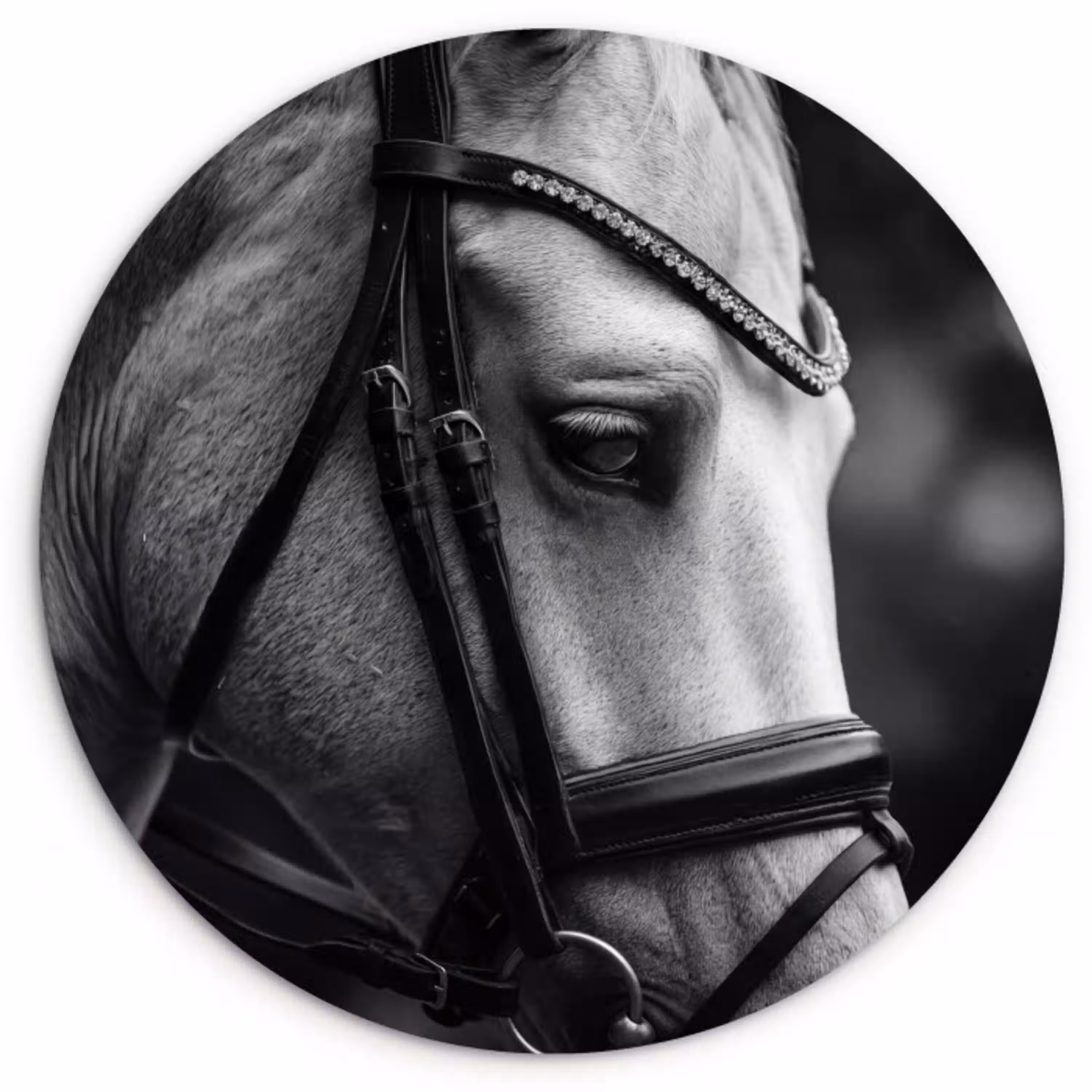 Paard - Schimmel - Portret Wandcirkel kunststof plaat 5mm dik klein -3d