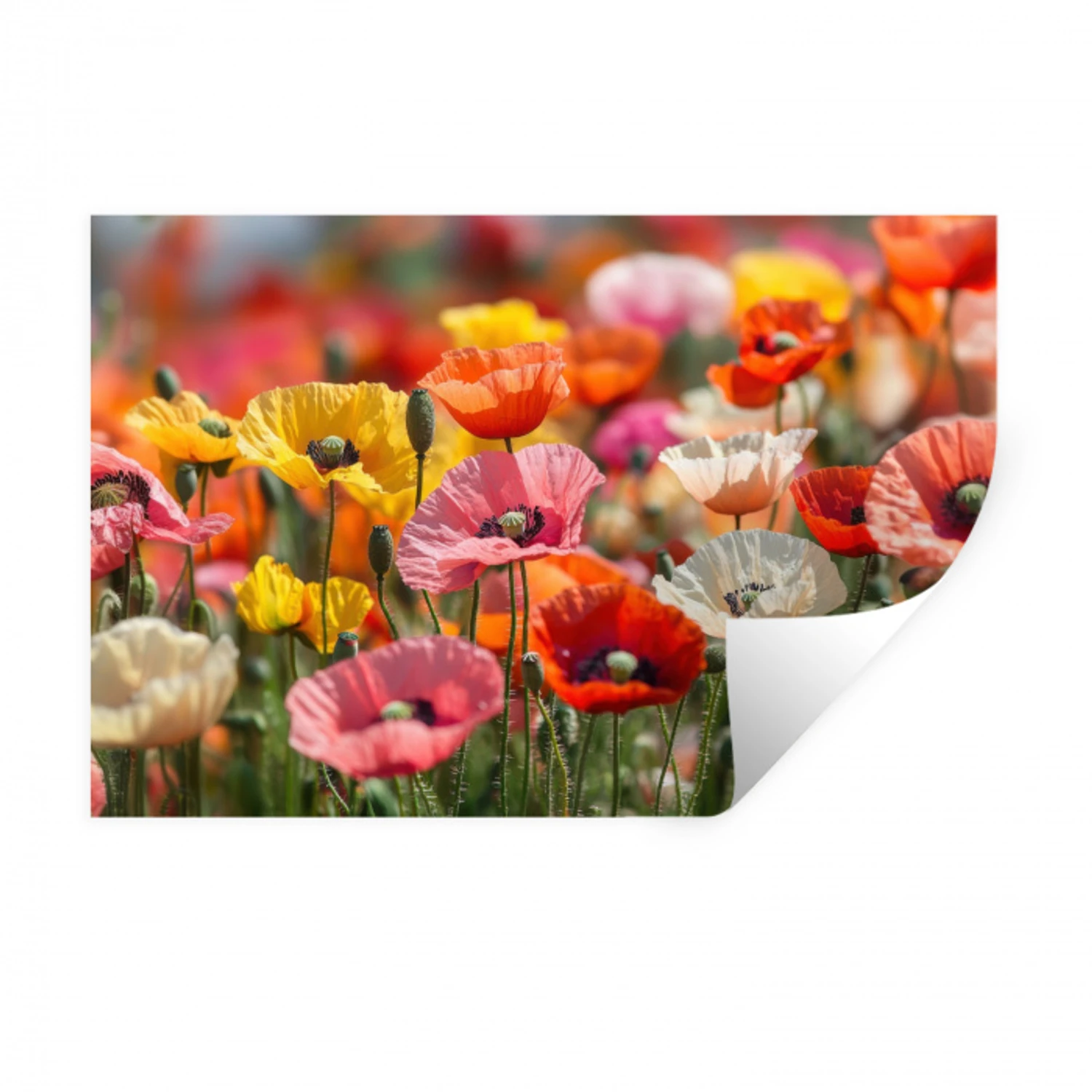 Bloemenveld - Klaprozen - Kleurrijk Muursticker klein -3d