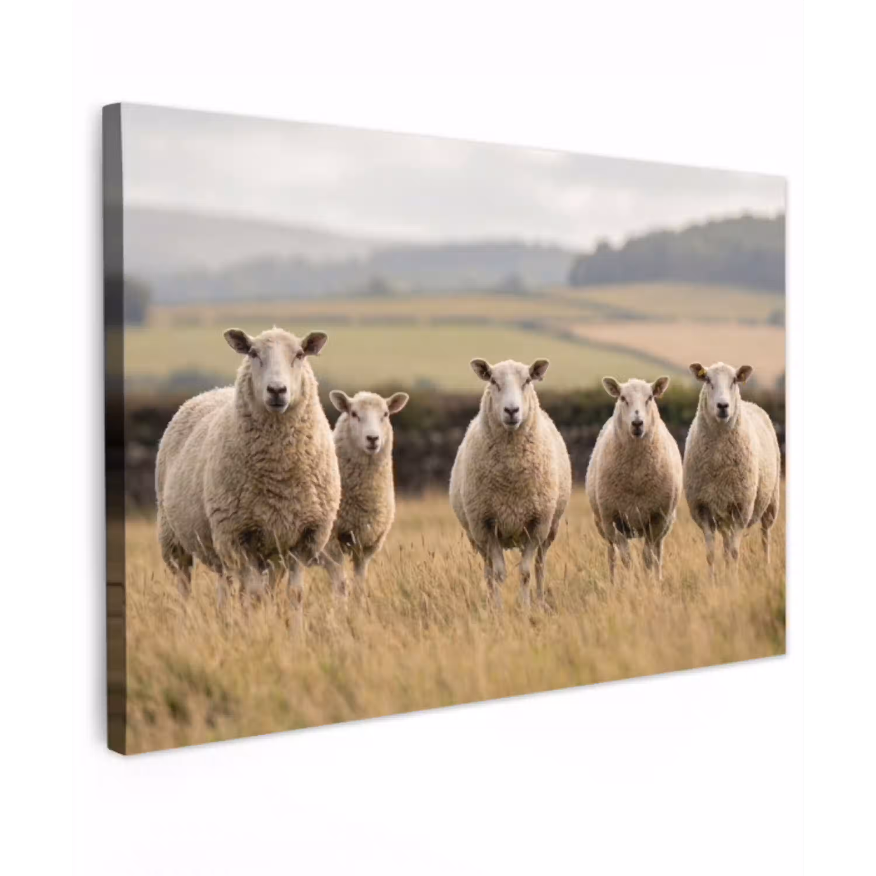 Schapen - Weidenlandschap - Heuvels Tuinposter op houten frame 2 cm dik klein -3d
