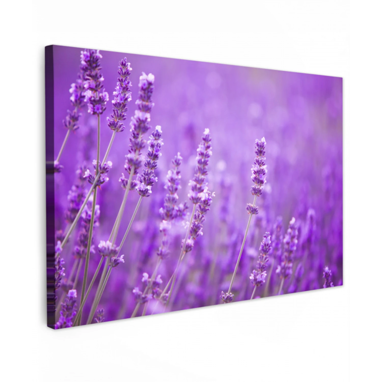 Lavendel - Close-up - Bloemen - Paars canvas 2cm klein -z3d