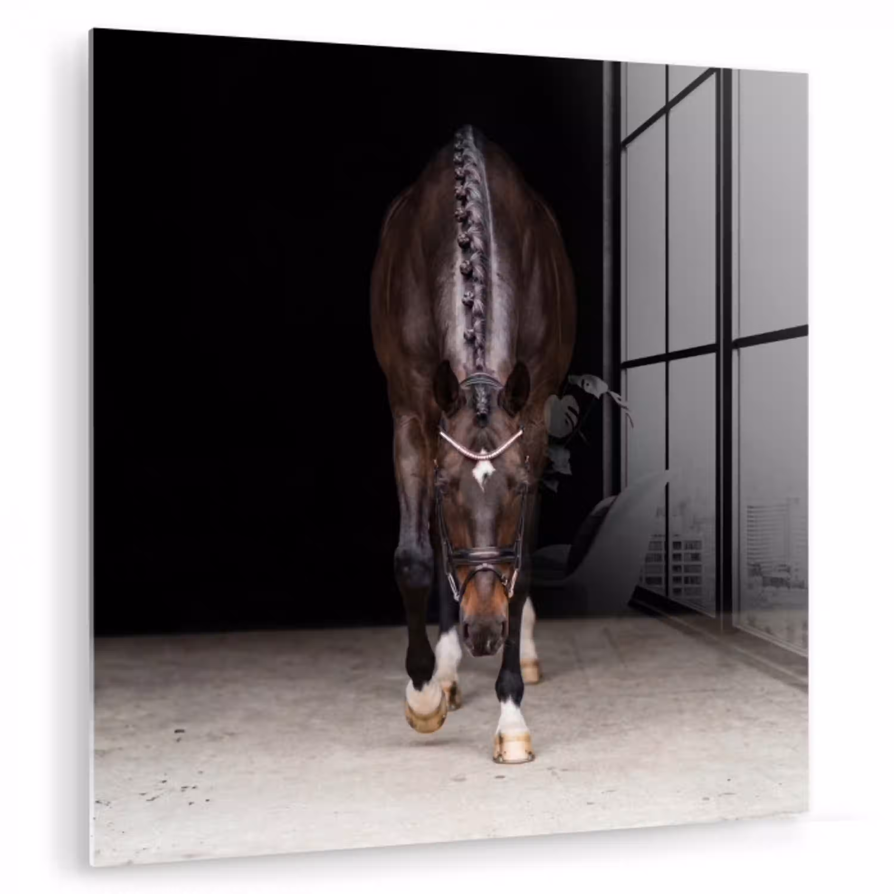 Paard - Modern - Portret plexiglas 5mm klein -zzzproduct_nieuw