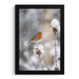 Roodborstje - Gedroogde bloem - Sneeuw - Winter - Vertederend fotolijst zwart zonder passe partout klein -3d