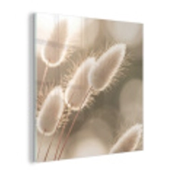 Hazestaartgras - Wit - Zonlicht plexiglas 5mm klein -z3d