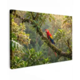 Ara - Jungle - Rood canvas 2cm klein -z3d