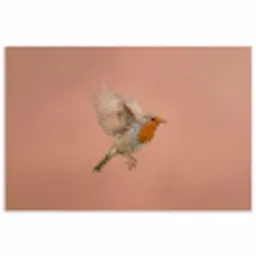 Roodborst - Natuur - Roze poster papier klein -3d