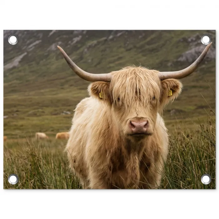 Schotse hooglander - Bergen - Grasveld tuinposter los doek klein -3d