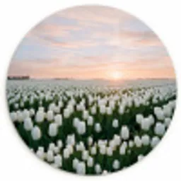 Tulpen - Landschap - Wit Wandcirkel kunststof plaat 5mm dik klein -3d