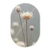 Strobloemen - Wit - Daglicht Wandcirkel Ovaal Forex klein -3d