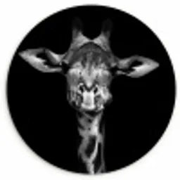 Giraffe - Portret - Dieren - Zwart - Wit Wandcirkel kunststof plaat 5mm dik klein -3d