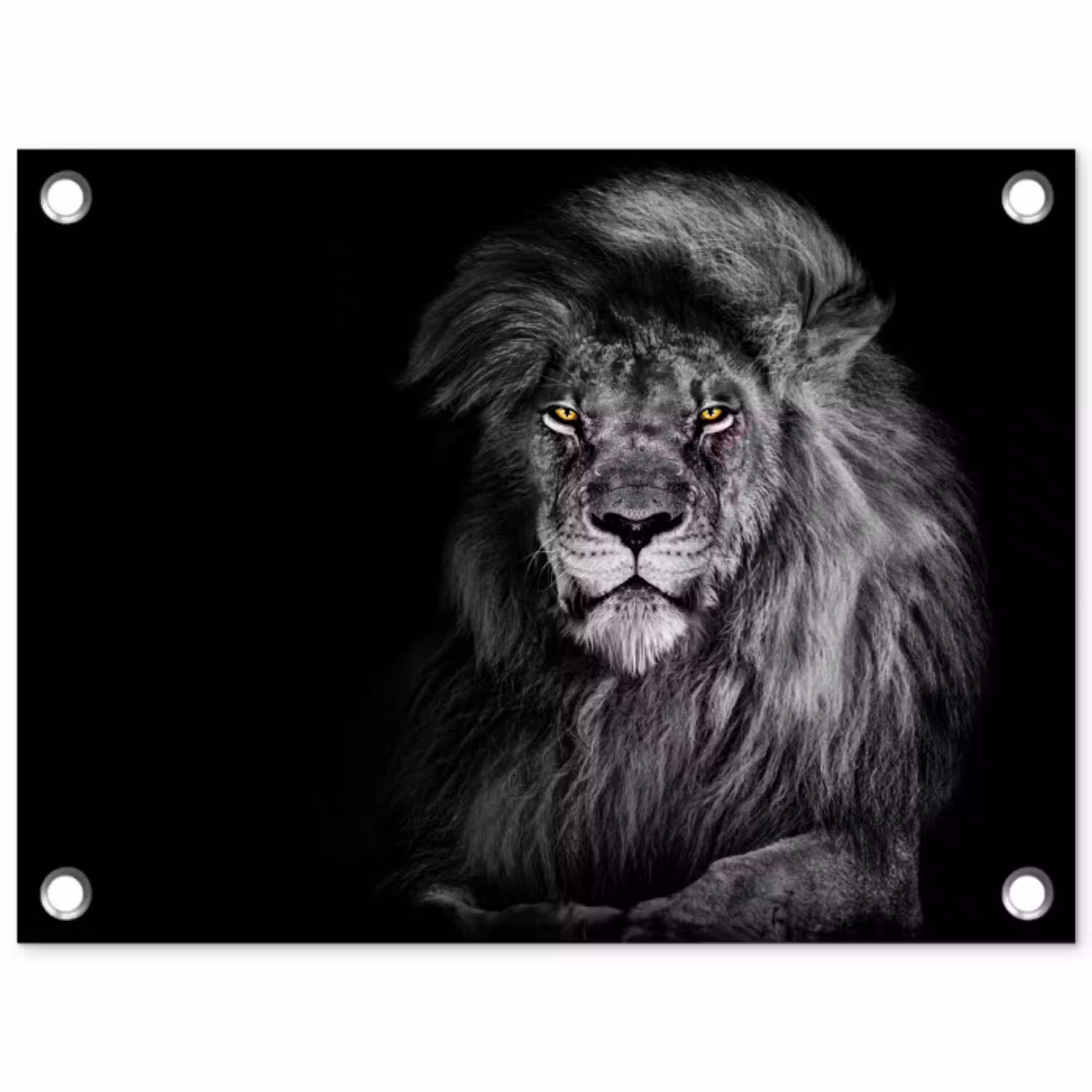 Leeuw - Ogen - Oranje - Zwart wit - Dieren - Portret tuinposter los doek klein -3d