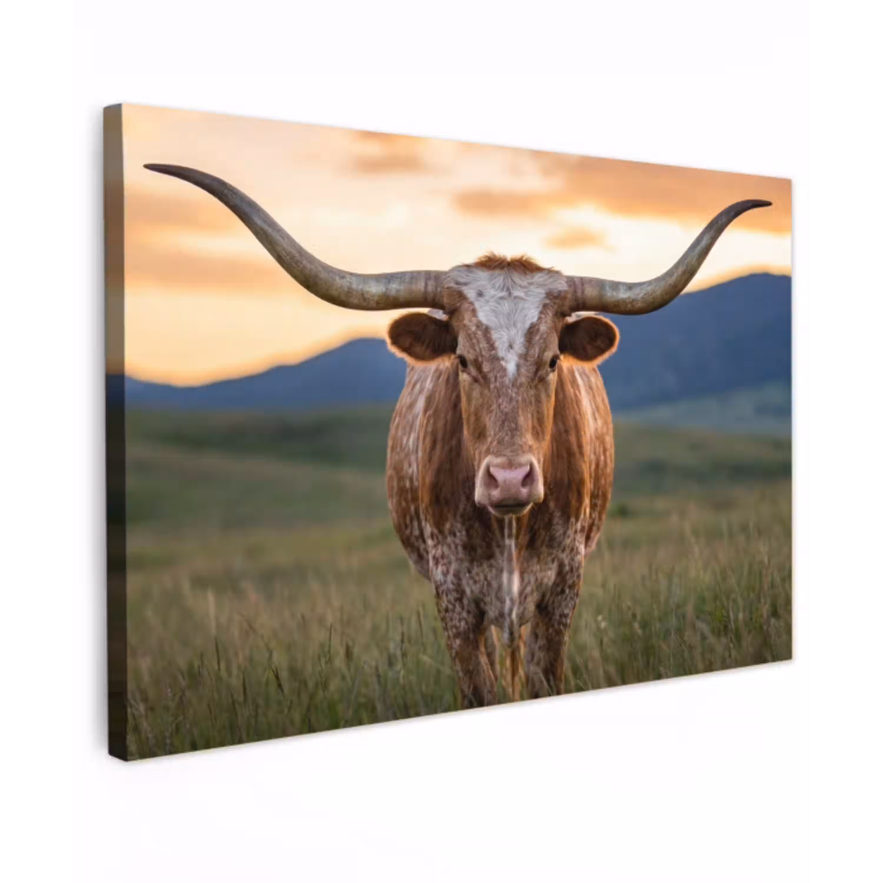 Longhorn - Landschap - Zonsondergang Tuinposter op houten frame 2 cm dik klein -3d