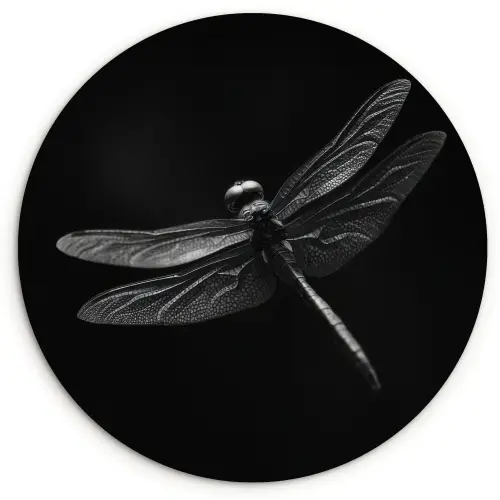 Libelle - Dieren - Zwart - Insect Wandcirkel plexiglas klein -3d