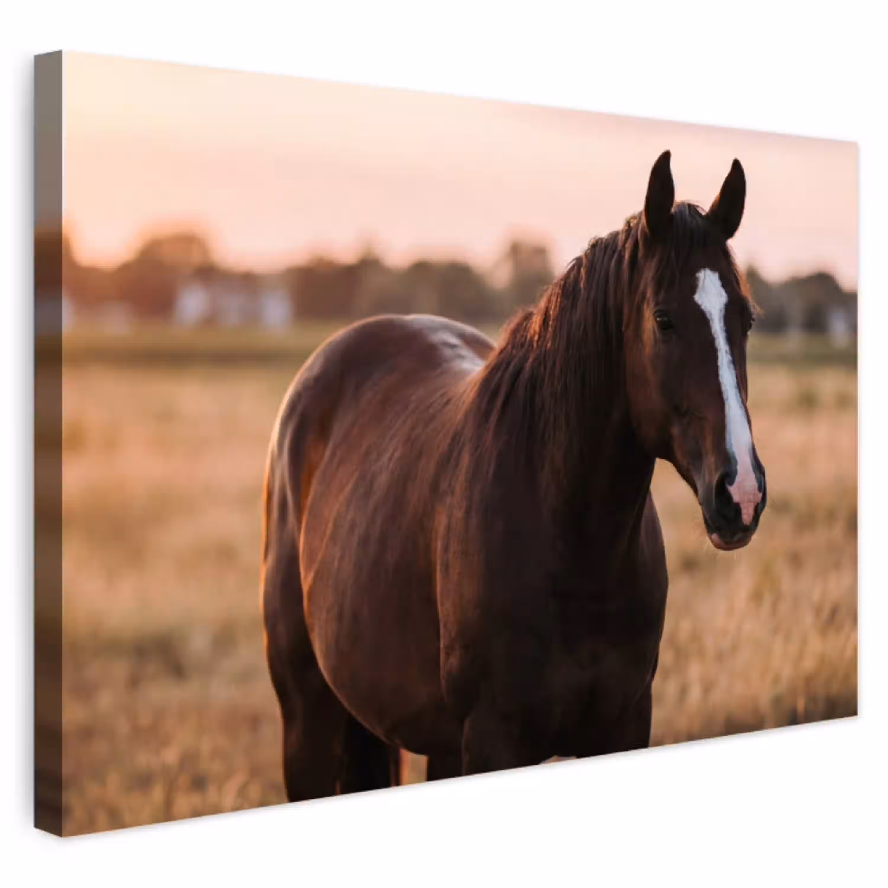Paard - Zonsondergang - Bruin Tuinposter op houten frame 2 cm dik klein -3d
