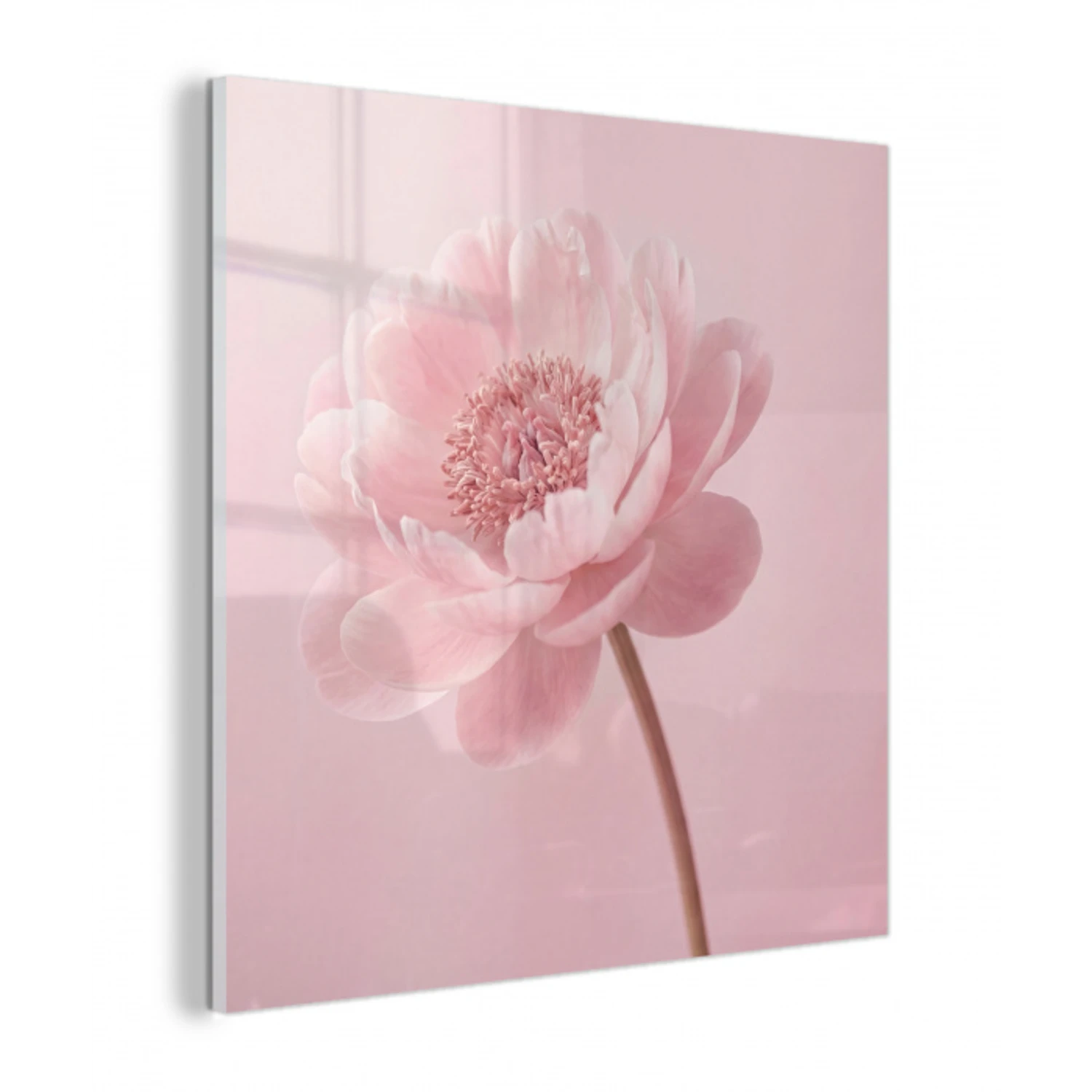 Bloem - Pioenroos - Roze plexiglas 5mm klein -z3d