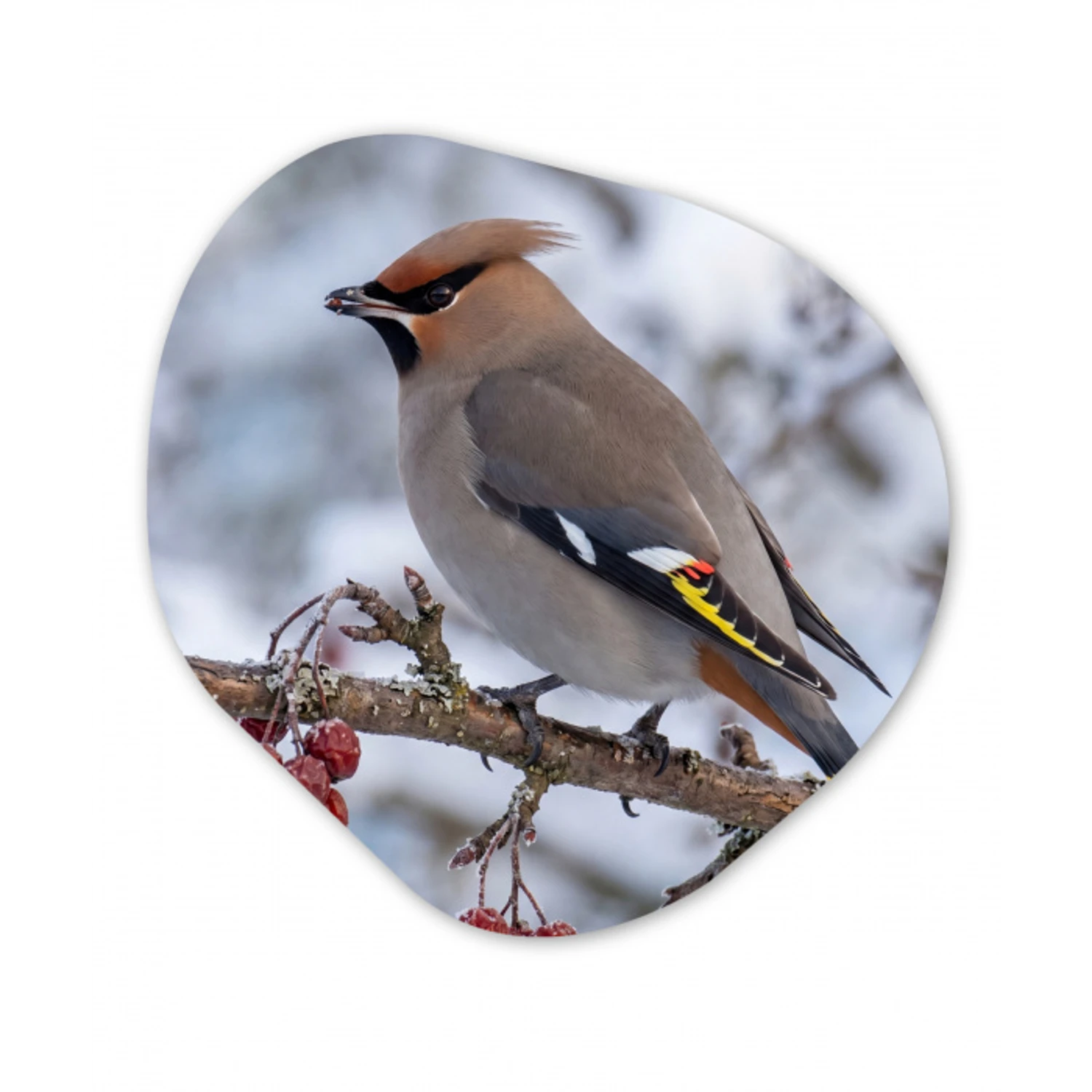 Pestvogel - Bessen - Winter - Natuur Wandcirkel Organisch Forex 3mm klein -3d