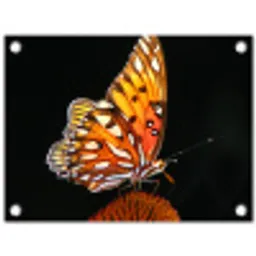 Vlinder op bloem tuinposter los doek klein -3d