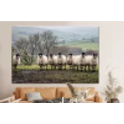 Schapen - Rij - Weide - Dieren - Platteland forex 5mm xxl -bovenbank