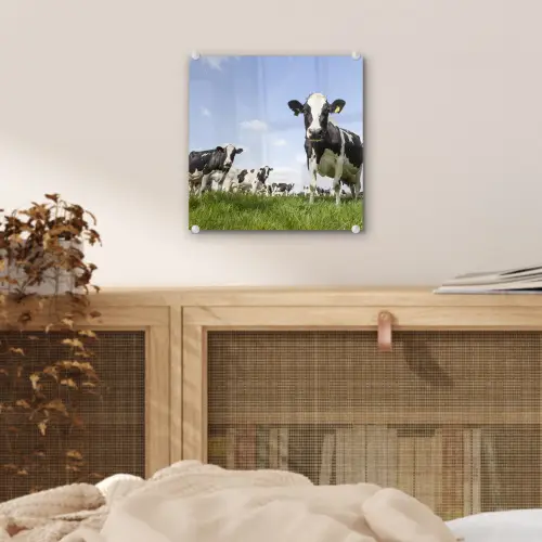 Koeien - Gras - Dieren - Zon - Boerderij plexiglas 5mm klein -sfeer4