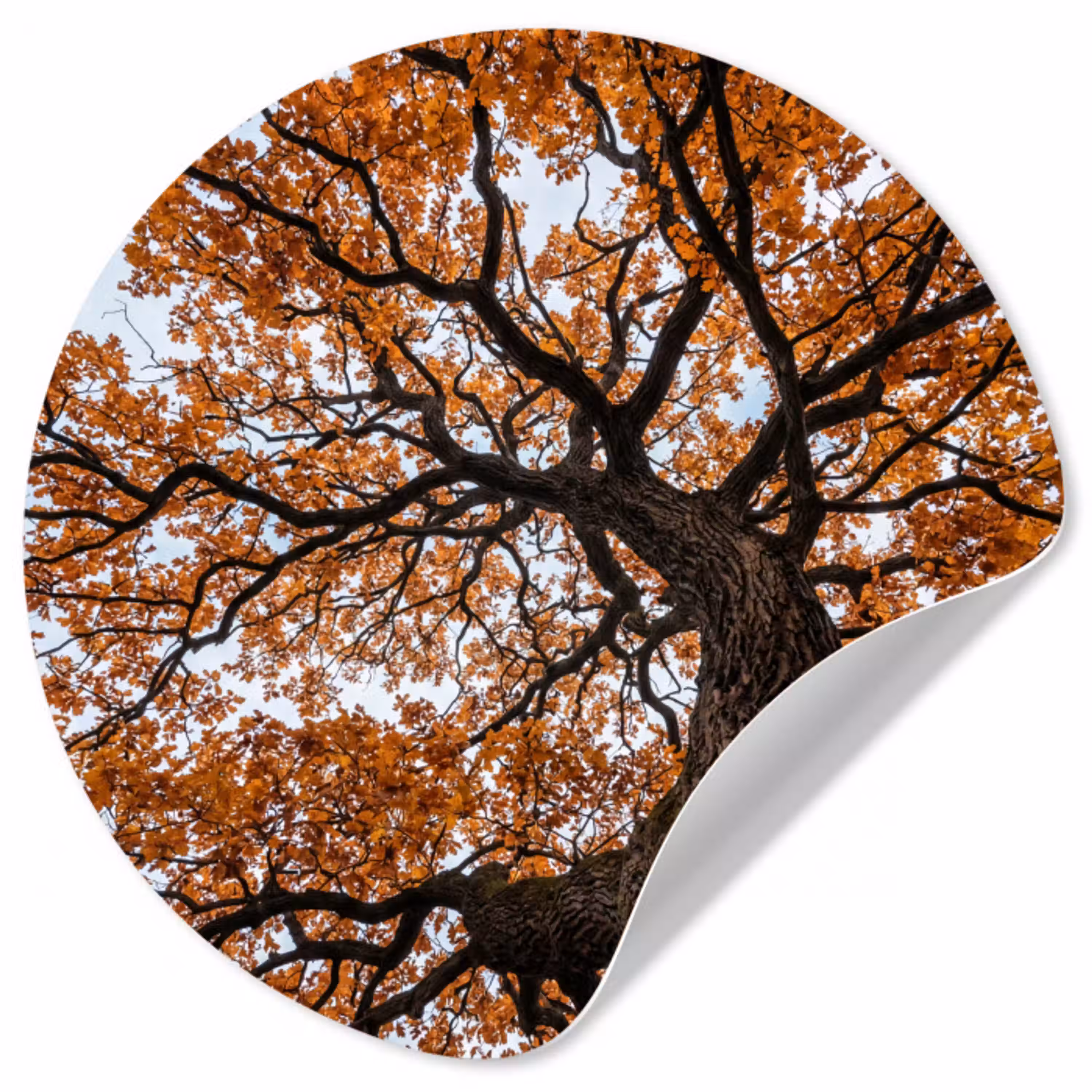 Boom - Bladerdak - Herfst - Oranje - Sfeervol Wandcirkel behangsticker klein -3d