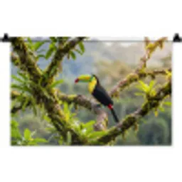 Toekan - Jungle - Natuur - Kleurrijk Wandkleed katoen klein -zz3d
