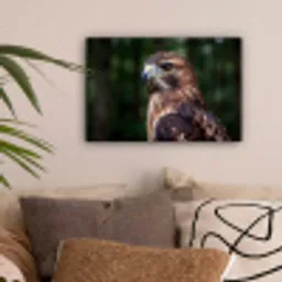 Buizerd - Roofvogel - Natuur - Bruin canvas 2cm klein -sfeer1